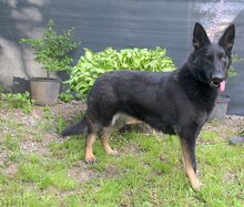 NIKA, Hund, Mischlingshund in Slowakische Republik - Bild 6
