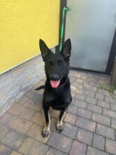 NIKA, Hund, Mischlingshund in Slowakische Republik - Bild 7