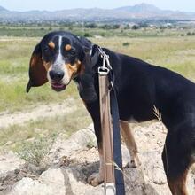 SENDA, Hund, Mischlingshund in Spanien - Bild 3