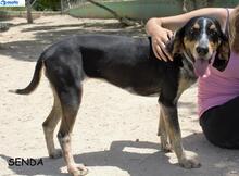 SENDA, Hund, Mischlingshund in Spanien - Bild 4