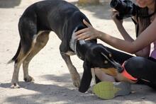 SENDA, Hund, Mischlingshund in Spanien - Bild 5
