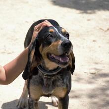 SENDA, Hund, Mischlingshund in Spanien - Bild 6