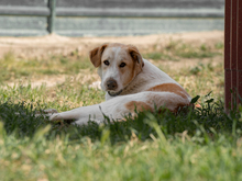 PELUCHE, Hund, Herdenschutzhund-Mix in Spanien - Bild 1