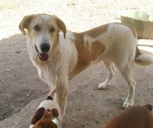 PELUCHE, Hund, Herdenschutzhund-Mix in Spanien - Bild 3
