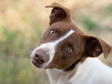 EYRA, Hund, Podenco-Mix in Spanien - Bild 1