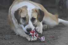 LAGATHA, Hund, Mischlingshund in Griechenland - Bild 1