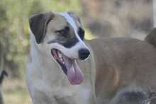 LAGATHA, Hund, Mischlingshund in Griechenland - Bild 12