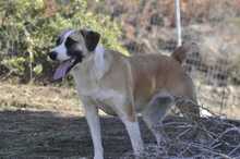 LAGATHA, Hund, Mischlingshund in Griechenland - Bild 13