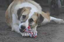 LAGATHA, Hund, Mischlingshund in Griechenland - Bild 3