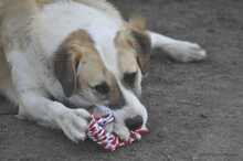 LAGATHA, Hund, Mischlingshund in Griechenland - Bild 5