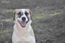 LAGATHA, Hund, Mischlingshund in Griechenland - Bild 7