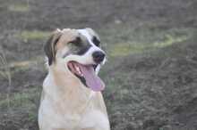 LAGATHA, Hund, Mischlingshund in Griechenland - Bild 8