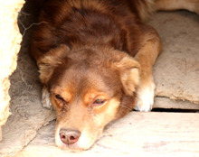 MISHA, Hund, Mischlingshund in Rumänien - Bild 4