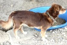 MISHA, Hund, Mischlingshund in Rumänien - Bild 5