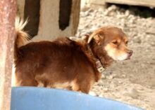 MISHA, Hund, Mischlingshund in Rumänien - Bild 6
