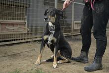 LURKO, Hund, Mischlingshund in Ungarn - Bild 3