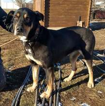LURKO, Hund, Mischlingshund in Ungarn - Bild 5