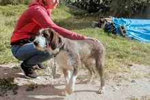 BETTINACARA, Hund, Terrier-Spinone Italiano-Mischling in Stadthagen - Bild 12