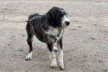 BETTINACARA, Hund, Terrier-Spinone Italiano-Mischling in Stadthagen - Bild 18