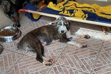 BETTINACARA, Hund, Terrier-Spinone Italiano-Mischling in Stadthagen - Bild 19