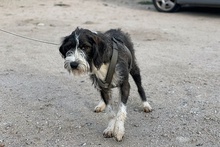 BETTINACARA, Hund, Terrier-Spinone Italiano-Mischling in Stadthagen - Bild 20