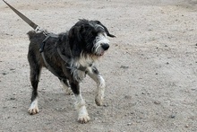 BETTINACARA, Hund, Terrier-Spinone Italiano-Mischling in Stadthagen - Bild 22