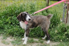 BETTINACARA, Hund, Terrier-Spinone Italiano-Mischling in Stadthagen - Bild 24