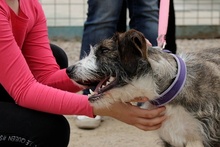 BETTINACARA, Hund, Terrier-Spinone Italiano-Mischling in Stadthagen - Bild 25