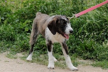 BETTINACARA, Hund, Terrier-Spinone Italiano-Mischling in Stadthagen - Bild 26