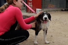 BETTINACARA, Hund, Terrier-Spinone Italiano-Mischling in Stadthagen - Bild 30