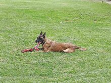 MANDY, Hund, Malinois in Griechenland - Bild 2