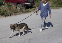 JACKSON, Hund, Mischlingshund in Bulgarien - Bild 5