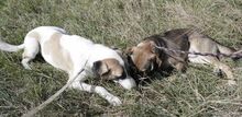 JACKSON, Hund, Mischlingshund in Bulgarien - Bild 9