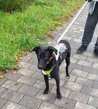 GINNY, Hund, Mischlingshund in Nauheim - Bild 13