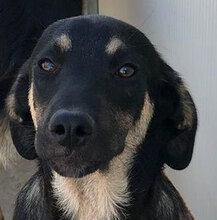 BACIO, Hund, Mischlingshund in Italien - Bild 1