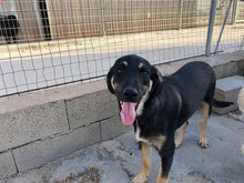 BACIO, Hund, Mischlingshund in Italien - Bild 3