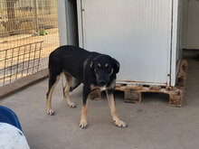 BACIO, Hund, Mischlingshund in Italien - Bild 4