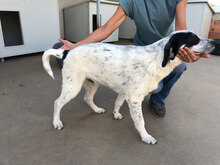 BERTO, Hund, Mischlingshund in Italien - Bild 2