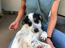 BERTO, Hund, Mischlingshund in Italien - Bild 3