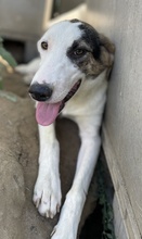 COLETTE, Hund, Mischlingshund in Griechenland - Bild 11