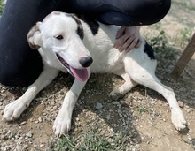 COLETTE, Hund, Mischlingshund in Griechenland - Bild 19