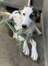 COLETTE, Hund, Mischlingshund in Griechenland - Bild 22