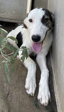COLETTE, Hund, Mischlingshund in Griechenland - Bild 24