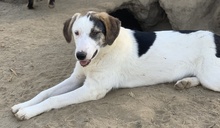 COLETTE, Hund, Mischlingshund in Griechenland - Bild 25