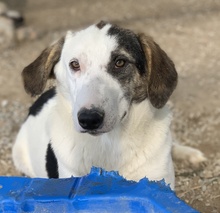 COLETTE, Hund, Mischlingshund in Griechenland - Bild 30