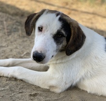 COLETTE, Hund, Mischlingshund in Griechenland - Bild 31