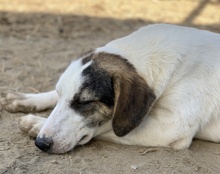 COLETTE, Hund, Mischlingshund in Griechenland - Bild 33