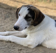 COLETTE, Hund, Mischlingshund in Griechenland - Bild 34
