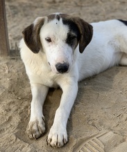 COLETTE, Hund, Mischlingshund in Griechenland - Bild 35