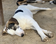COLETTE, Hund, Mischlingshund in Griechenland - Bild 38